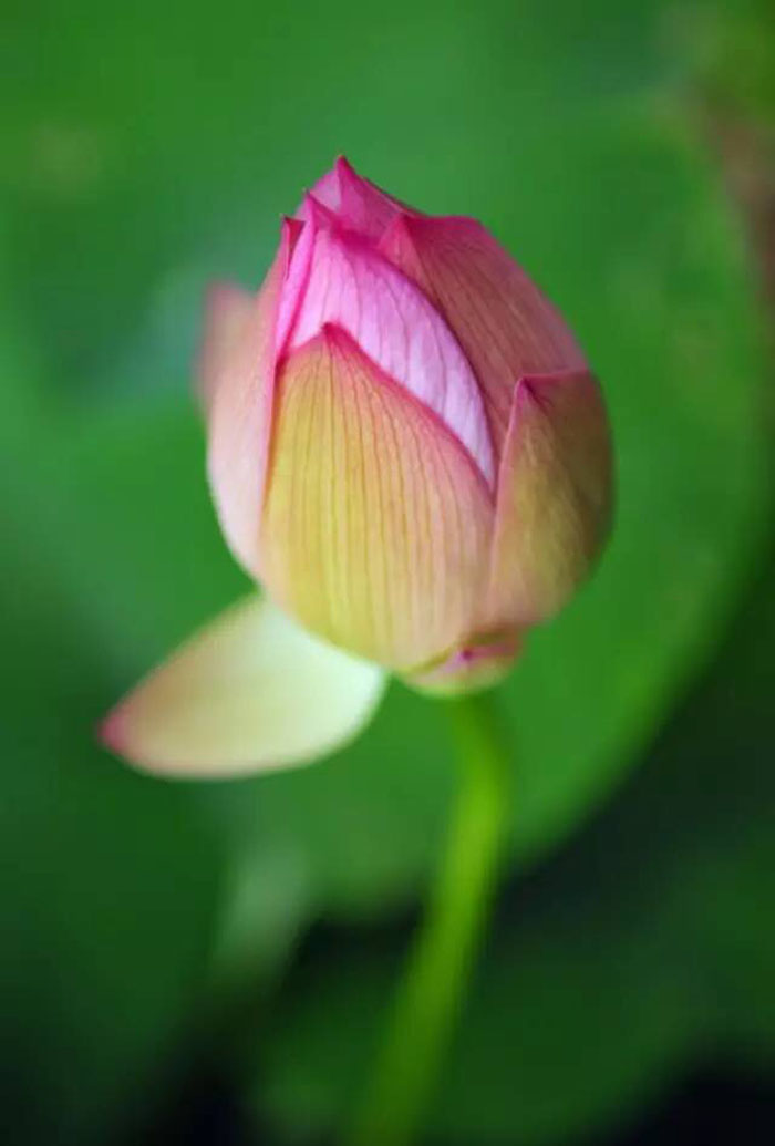 席慕容 莲的心事 赏析(席慕容) 我 是一朵盛开的