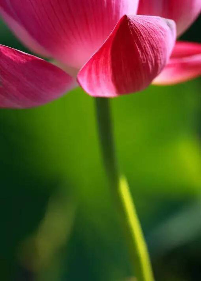 席慕容 莲的心事 赏析(席慕容) 我 是一朵盛开的